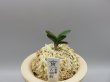 画像1: 古朝鮮(こちょうせん)　2025-11 (1)