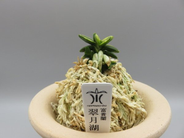 画像1: 翠月湖(すいげつこ)　2025-13 (1)