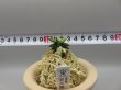 画像5: 翠月湖(すいげつこ)　2025-13 (5)