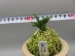 画像5: 長門丸(ながとまる)　2025-18 (5)