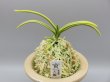 画像1: 天優(てんゆう)　2025-29 (1)