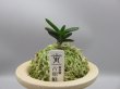 画像1: 古朝鮮(こちょうせん)　2025-58 (1)