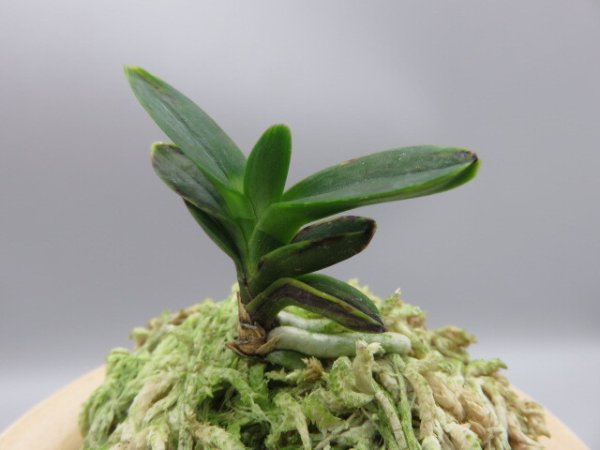 画像2: 古朝鮮(こちょうせん)　2025-58 (2)