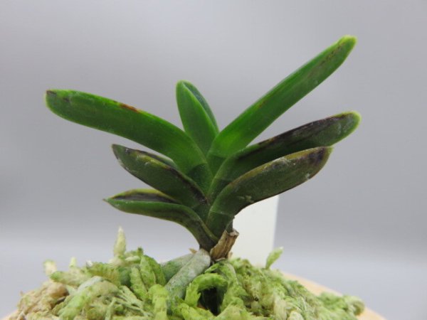 画像3: 古朝鮮(こちょうせん)　2025-58 (3)