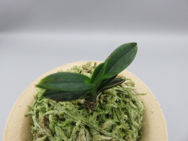 画像4: 古朝鮮(こちょうせん)　2025-58 (4)