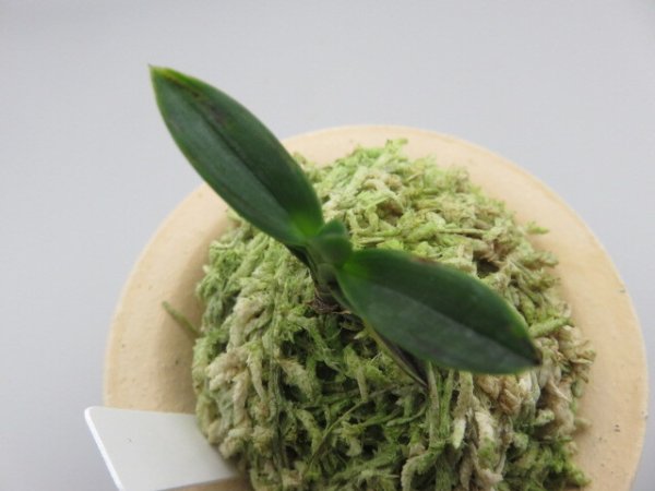 画像5: 古朝鮮(こちょうせん)　2025-58 (5)