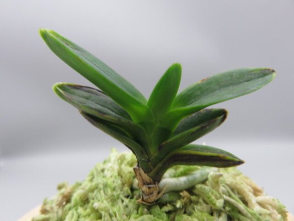 画像6: 古朝鮮(こちょうせん)　2025-58 (6)