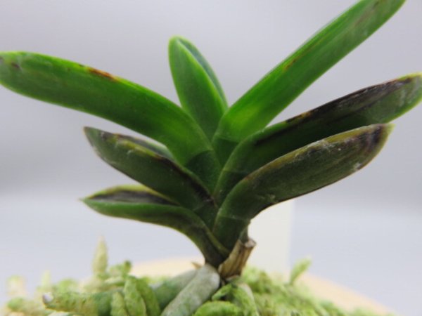 画像7: 古朝鮮(こちょうせん)　2025-58 (7)