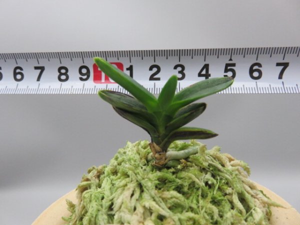 画像8: 古朝鮮(こちょうせん)　2025-58 (8)