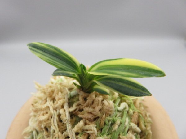 画像2: 佐須丸縞(さすまるしま)　2025-59 (2)