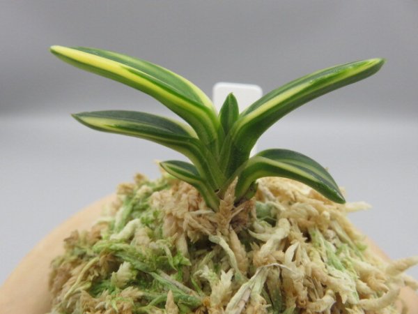 画像3: 佐須丸縞(さすまるしま)　2025-59 (3)