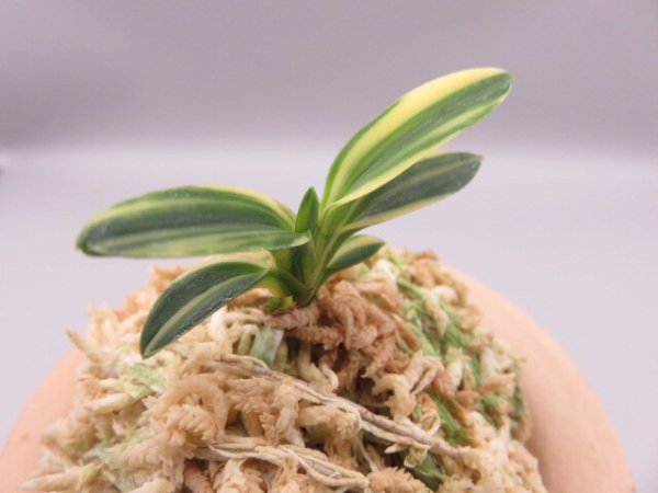 画像4: 佐須丸縞(さすまるしま)　2025-59 (4)