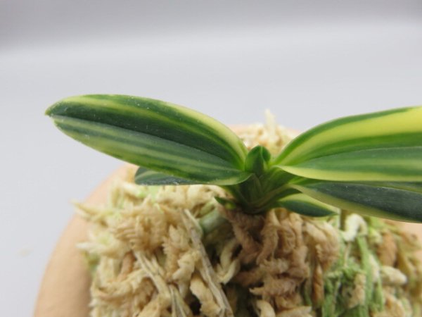 画像5: 佐須丸縞(さすまるしま)　2025-59 (5)