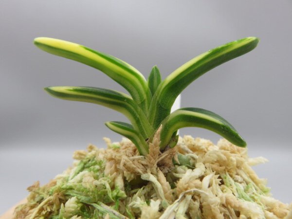 画像7: 佐須丸縞(さすまるしま)　2025-59 (7)