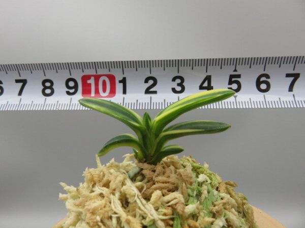 画像8: 佐須丸縞(さすまるしま)　2025-59 (8)