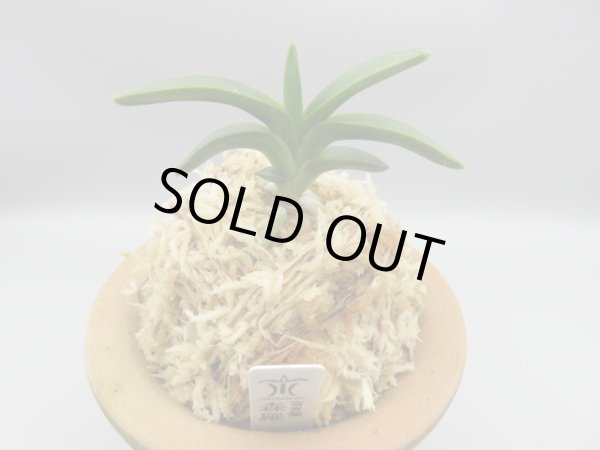 画像1: 森羅(しんら)　2025-60 (1)