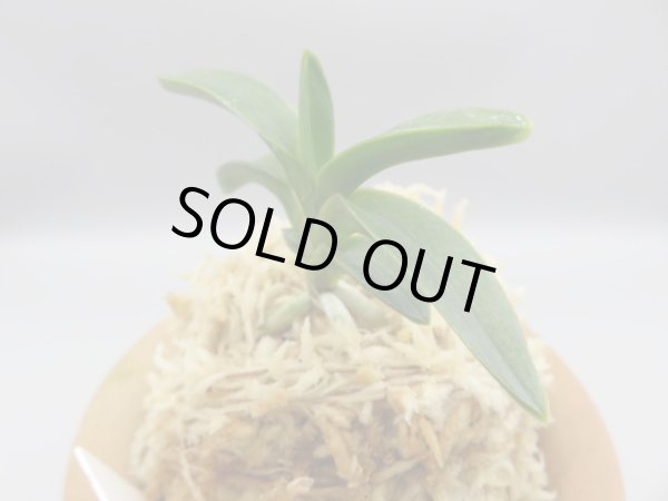 画像2: 森羅(しんら)　2025-60 (2)