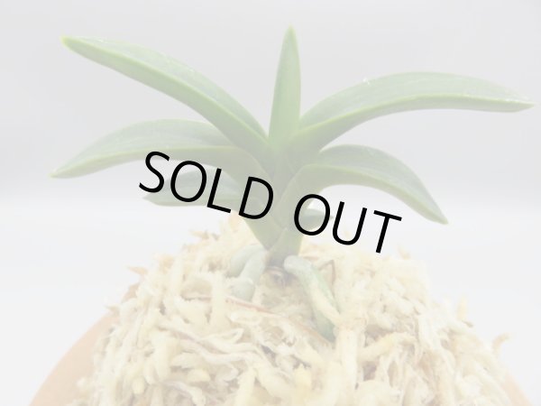 画像3: 森羅(しんら)　2025-60 (3)