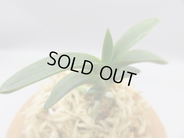 画像4: 森羅(しんら)　2025-60 (4)