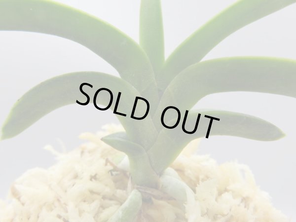 画像5: 森羅(しんら)　2025-60 (5)