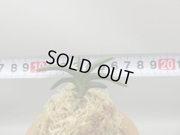 画像7: 森羅(しんら)　2025-60 (7)