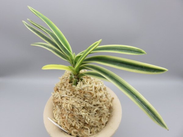 画像2: 富貴殿(ふうきでん)　2025-61 (2)