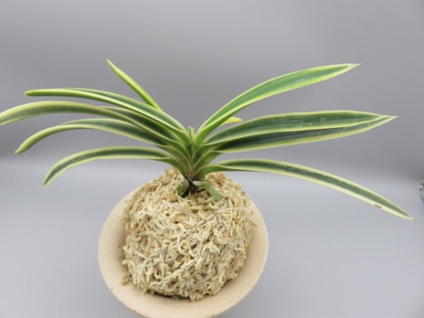 画像3: 富貴殿(ふうきでん)　2025-61 (3)