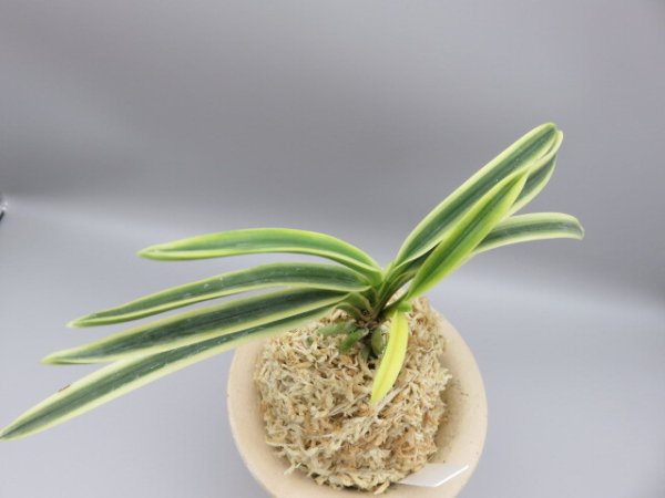 画像4: 富貴殿(ふうきでん)　2025-61 (4)