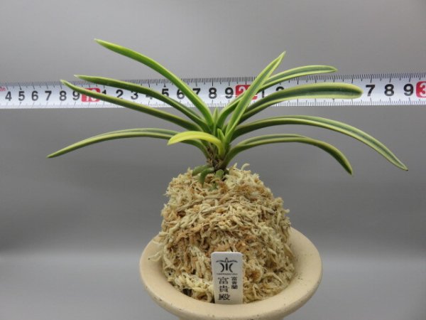 画像5: 富貴殿(ふうきでん)　2025-61 (5)