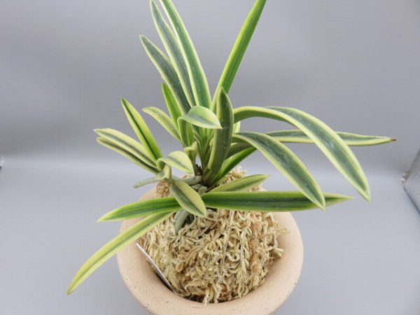 画像2: 富貴殿(ふうきでん)　2025-62 (2)