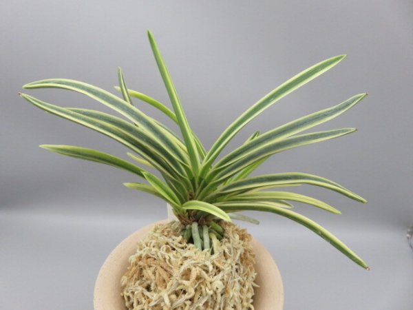 画像3: 富貴殿(ふうきでん)　2025-62 (3)