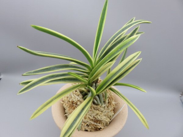 画像4: 富貴殿(ふうきでん)　2025-62 (4)