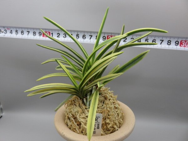 画像5: 富貴殿(ふうきでん)　2025-62 (5)