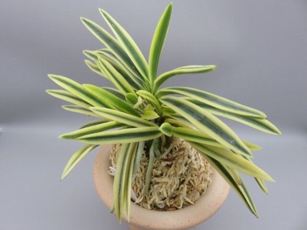 画像2: 富貴殿(ふうきでん)　2025-63 (2)