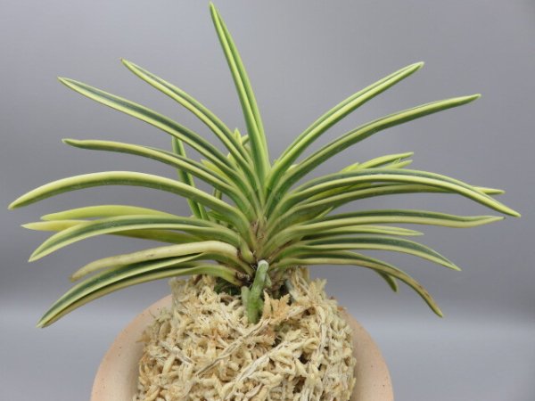 画像3: 富貴殿(ふうきでん)　2025-63 (3)