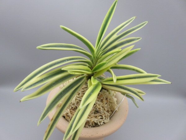 画像4: 富貴殿(ふうきでん)　2025-63 (4)