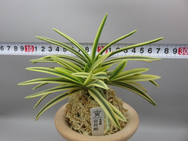 画像5: 富貴殿(ふうきでん)　2025-63 (5)