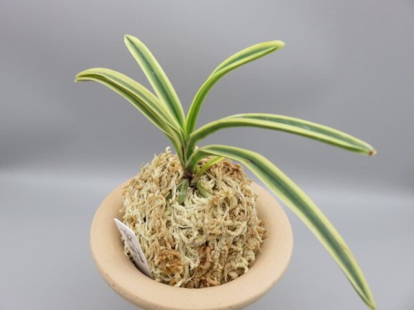 画像2: 満月(まんげつ)　2025-64 (2)