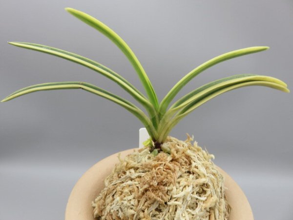 画像3: 満月(まんげつ)　2025-64 (3)