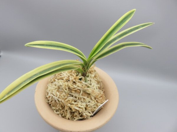 画像4: 満月(まんげつ)　2025-64 (4)