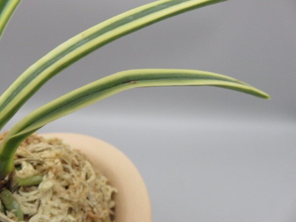 画像5: 満月(まんげつ)　2025-64 (5)