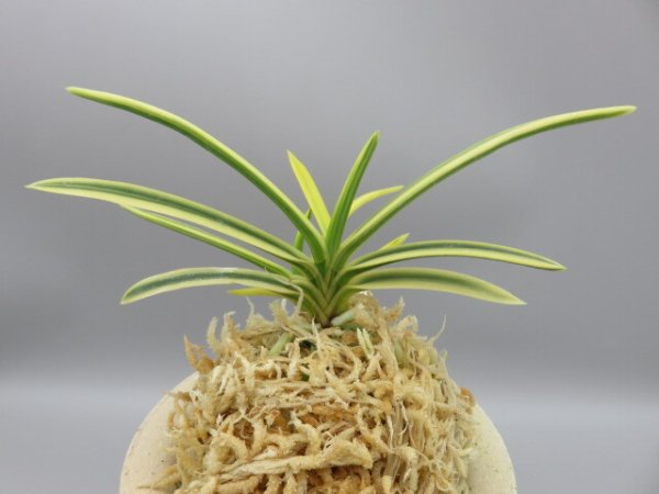 画像3: 満月(まんげつ)　2025-65 (3)