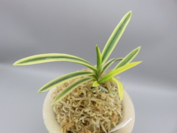 画像4: 満月(まんげつ)　2025-65 (4)