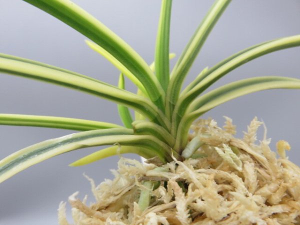 画像5: 満月(まんげつ)　2025-65 (5)