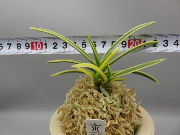 画像6: 満月(まんげつ)　2025-65 (6)