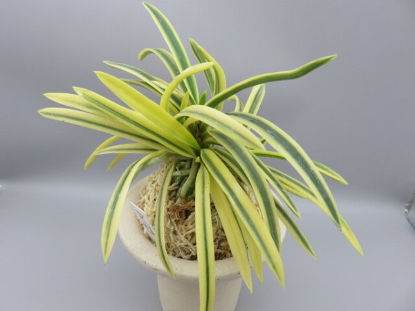 画像2: 満月(まんげつ)　2025-66 (2)