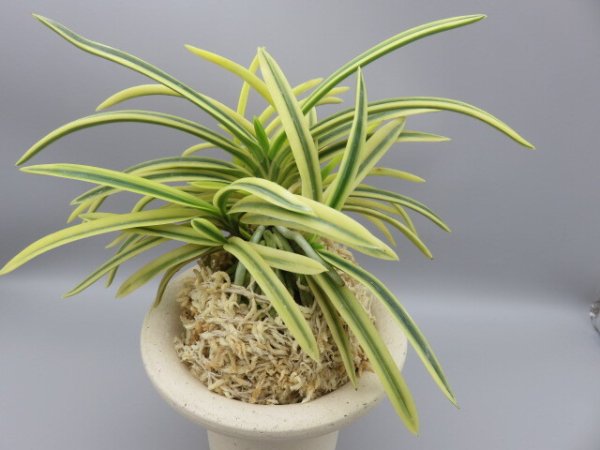 画像3: 満月(まんげつ)　2025-66 (3)