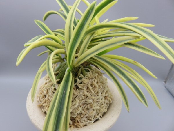 画像4: 満月(まんげつ)　2025-66 (4)