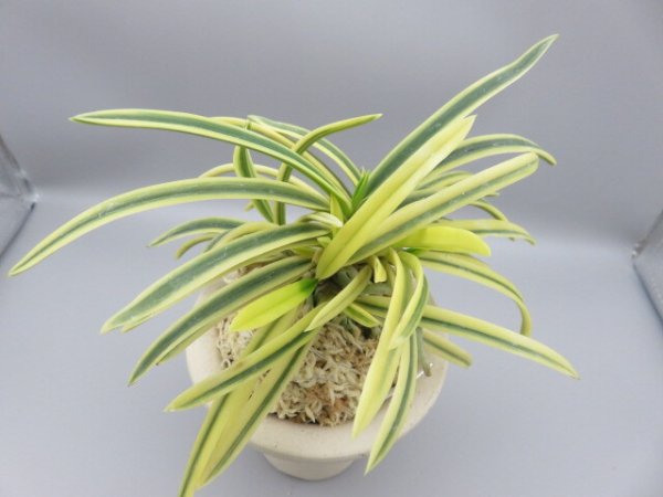 画像5: 満月(まんげつ)　2025-66 (5)