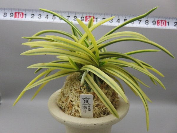 画像6: 満月(まんげつ)　2025-66 (6)